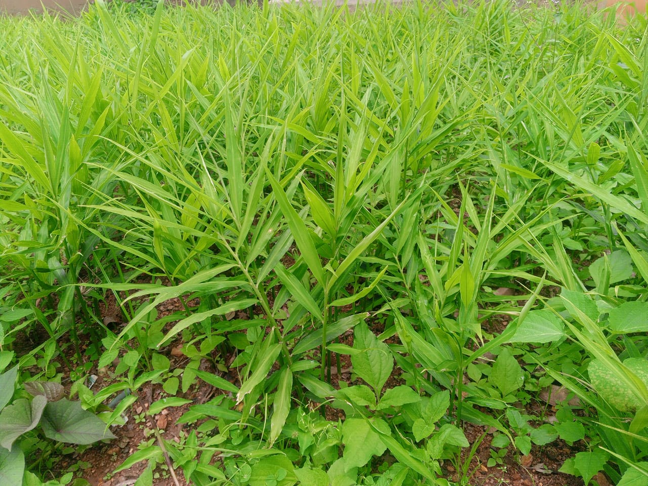 WhatsApp Image 2025-11-30 at 21.23.12_29a44b83