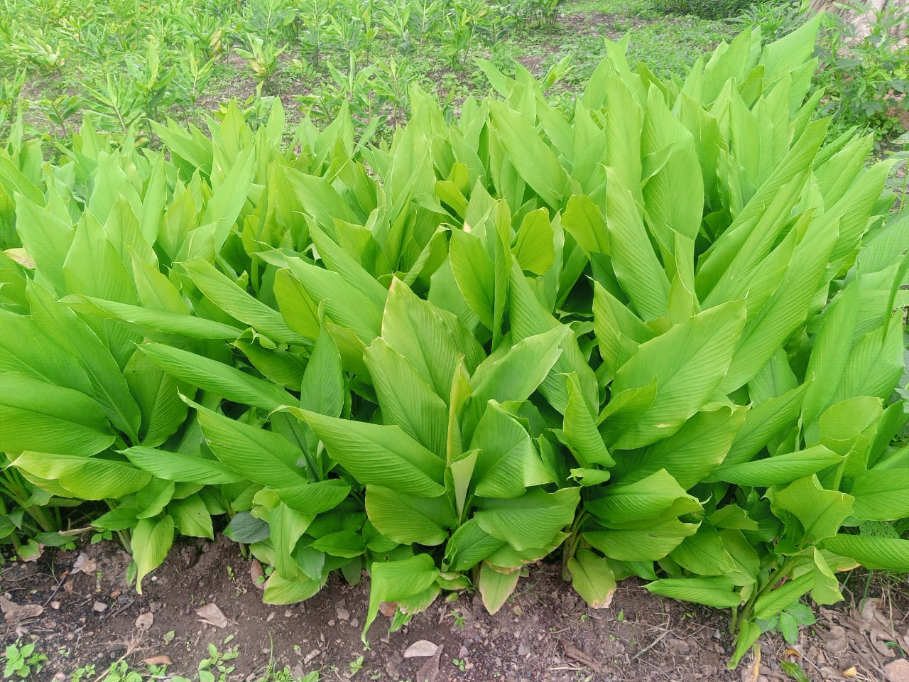 WhatsApp Image 2025-11-30 at 21.23.12_51bef44b